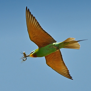 Bawiti - Bee-eater with dragonfly